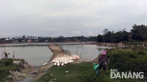 Khu nuôi cá Bàu Tràm Phê duyệt một đường, làm một nẻo