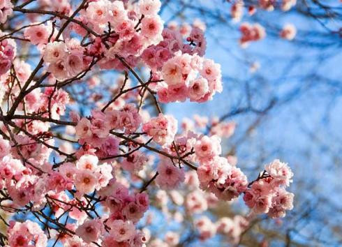 Nghỉ Tết Âm lịch 2017 Đang xem xét 2 phương án