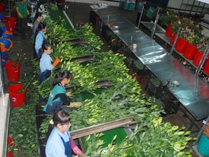 Hoa Đà Lạt tăng giá mạnh trước 20 10