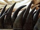 Đừng để sừng tê giác xuất hiện ở Việt Nam