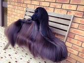 Siêu mẫu chó gây sốt với bộ lông dài óng ả và dáng vẻ kiêu hãnh