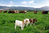 Trang trại bò sữa Organic theo tiêu chuẩn Châu Âu đầu tiên tại Việt Nam của Vinamilk