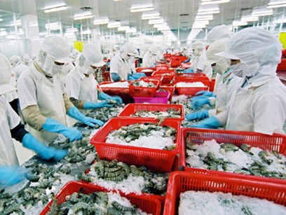Xuất khẩu tôm dự kiến đạt 3,1 tỷ USD năm 2016