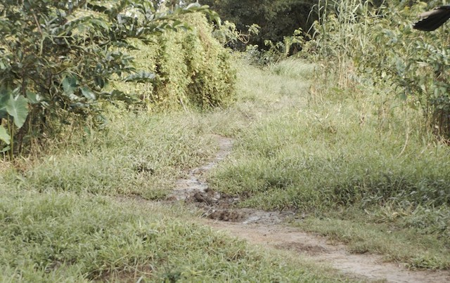 Con trai hiếp dâm, cha hối lộ xin giảm nhẹ tội