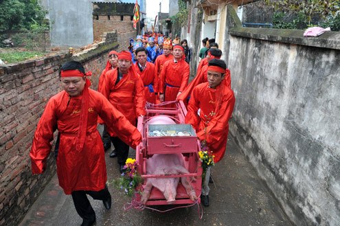Lễ hội chém lợn ở làng Ném Thượng, Bắc Ninh từng gây tranh cãi trong các năm vừa qua. Ảnh: Animalsasia.