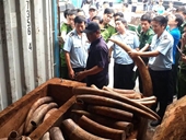 Phó Thủ tướng yêu cầu điều tra làm rõ đường dây buôn lậu ngà voi