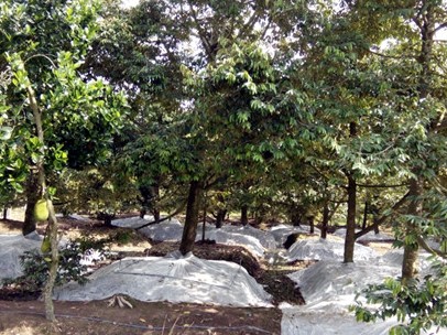 Sầu riêng sốt giá nhưng nhiều nhà vườn không có để bán