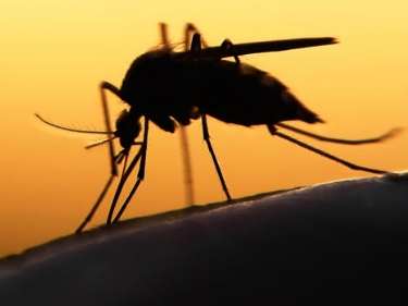 Virus Zika có thể gây vô sinh cho phái mạnh