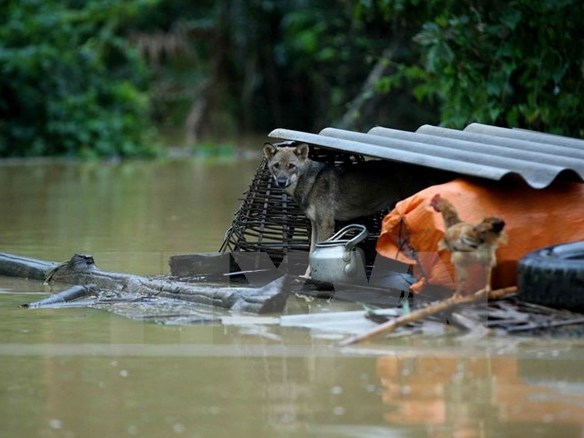 Mưa lớn diện rộng gây lũ lớn trên các sông khu vực miền Trung