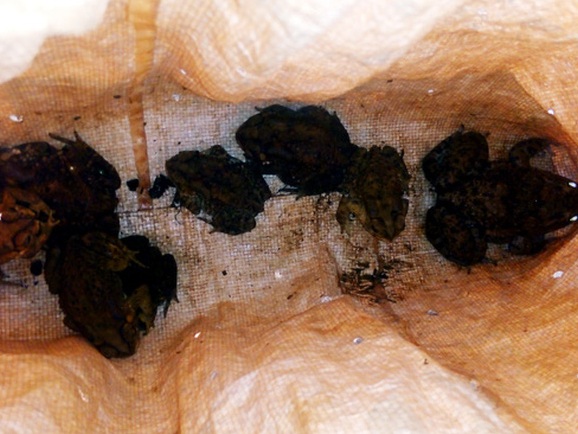 Ăn cháo cóc, 3 mẹ con tử vong