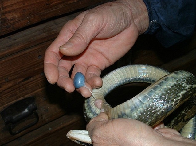 Mật động vật tiềm ẩn nhiều nguy cơ rủi ro