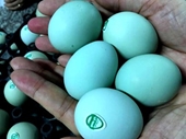 Trứng gà vỏ xanh bổ dưỡng hơn trứng gà thường