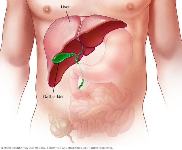  Gan loại bỏ độc tố ra khỏi máu và chống lại nhiễm trùng