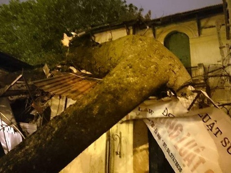 Cây cổ thụ bất ngờ gãy đổ đè vào 2 cửa hàng