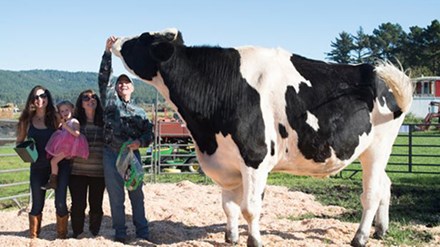 Con bò cao gần 2m, nặng hơn 1 tấn ở Mỹ