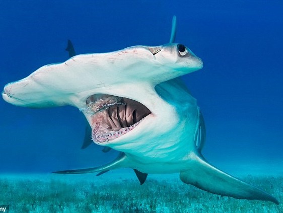 Đấm chết con cá mập đầu búa rồi kéo lên chụp ảnh tự sướng