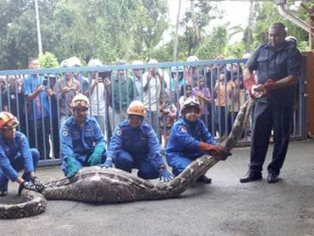 Người dân bắt sống trăn khổng lồ nặng 100kg nuốt chửng con dê