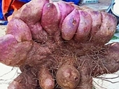 Củ khoai mỡ 21 kg ở Đồng Nai