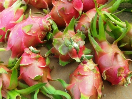 Nhà vườn thanh long lại thua lỗ