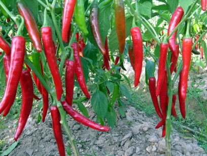 Ớt tăng giá đột biến