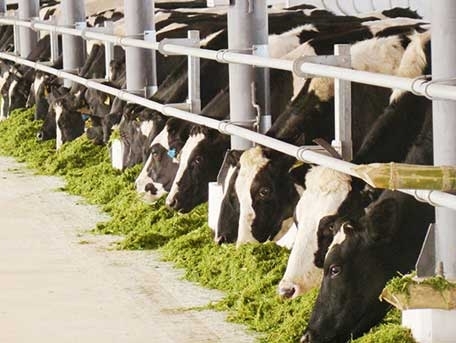 Các chính sách thu hút đầu tư nông nghiệp Sẽ đột phá và sát với thực tiễn