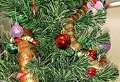 Suýt bị rắn độc cắn vì tưởng nhầm là  đồ trang trí cây thông Noel