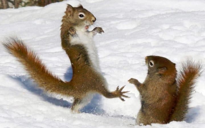 Trong khi đó, 2 chú sóc đỏ này dường như đang cùng nhau thực hiện một bài biểu diễn võ thuật karate trên lớp tuyết dày ở công viên Alogonquin, Ontario, Canada. 