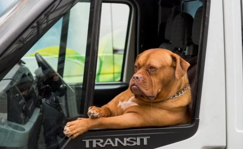  Chú chó bull khệ nệ ngồi trên xe tải của ông chủ ở London, Anh. 