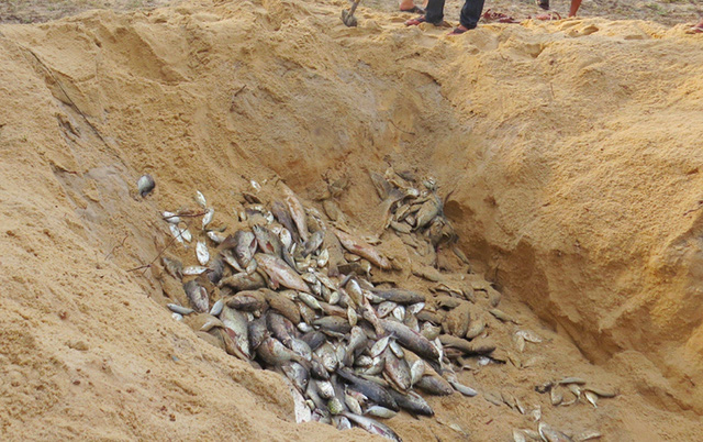  Tiêu hủy cá chết do sự cố Formosa tại Thừa Thiên Huế.