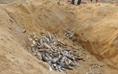 Tiêu hủy hơn 20 tấn cá nhiễm độc từ sự cố Formosa