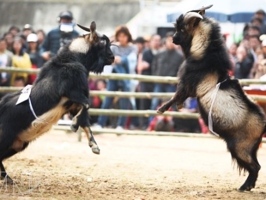 Tái hiện lễ cúng bản của dân tộc Thái tại Hà Nội dịp đầu Xuân