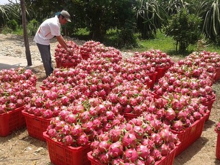 Mua Thanh Long giá rẻ của Việt Nam, Trung Quốc bán cao gấp 10 lần