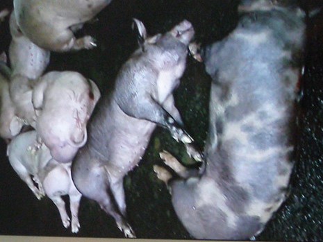 Thêm 200 con heo bị tiêm thuốc an thần