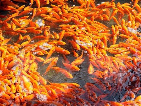 Vì sao lại có lễ cúng ông Công ông Táo vào 23 tháng Chạp