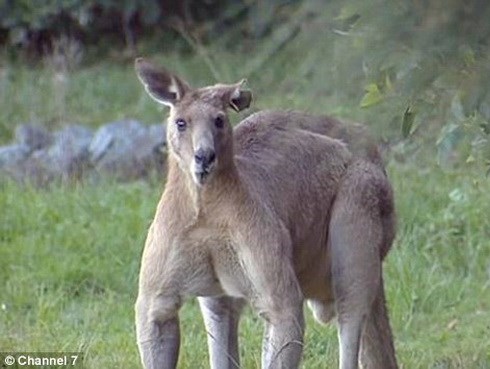 Người phụ nữ bị con chuột túi tấn công dã man trong lúc chạy bộ