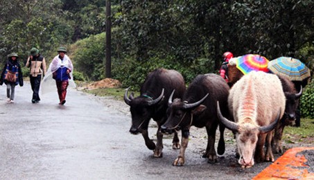 Không khí lạnh tăng cường, vùng núi cao có nơi dưới 10 độ C