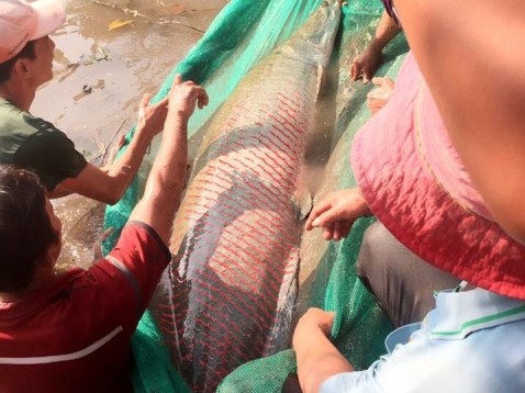 Cá hải tượng khủng được trả giá 350 triệu đồng