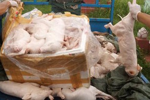 Phát hiện 1 vụ vận chuyển lợn sữa chưa qua kiểm dịch