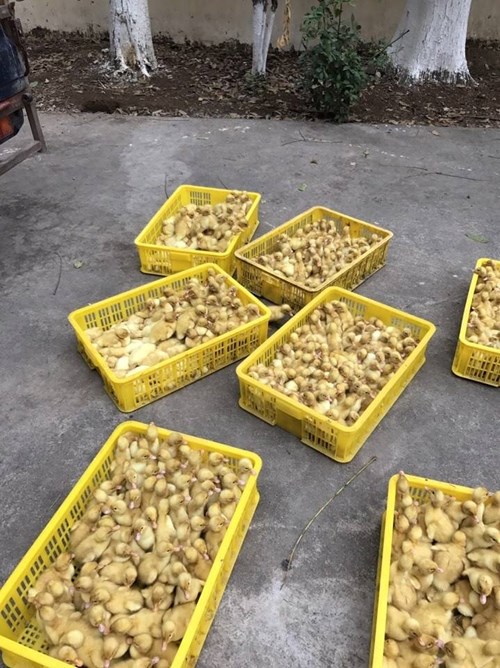 Bắt hàng vạn gia cầm giống nhập lậu từ Trung Quốc