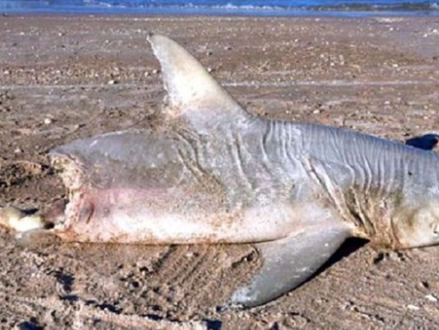 Người dân hoang mang khi thấy xác con cá mập bị cắn đứt đôi