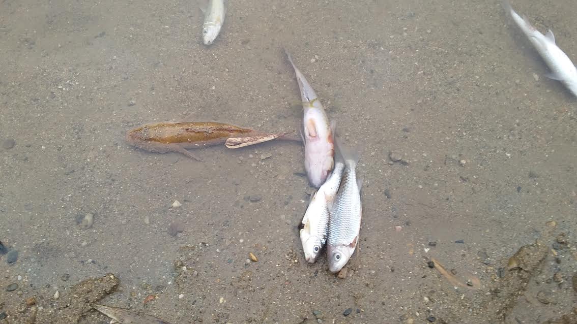 Cá chết hàng loạt ở sông Âm