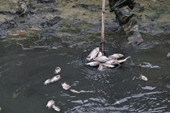 Người dân vớt từng xô cá chết dọc kênh ở Đà Nẵng