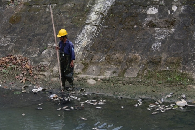 Cá chết nổi trắng kênh khiến nhiều người phải sử dụng đến xô, chậu để vớt đưa cá đi tiêu hủy.