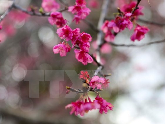 Lễ hội Nhật Bản và triển lãm hoa anh đào tại Hà Nội vào 10 3