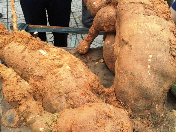 Đào củ sắn khủng đưa đi triển lãm