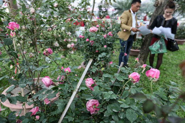  Hoa hồng Việt Nam chưa kịp 