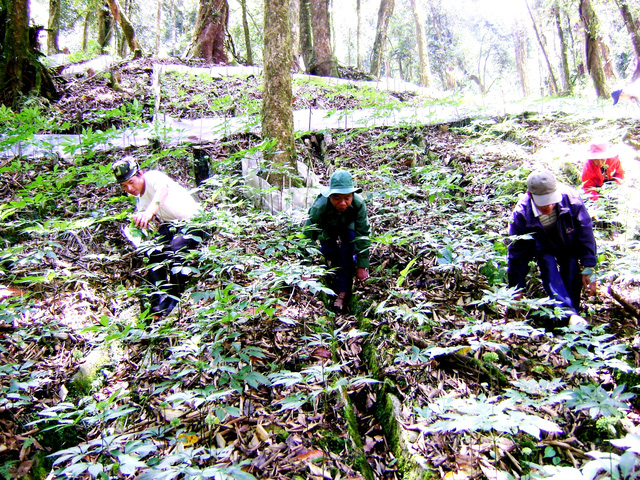 Bắt nghi can trộm 500 gốc sâm Ngọc Linh