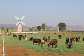 Trang trại bò sữa Organic tiêu chuẩn Châu Âu đầu tiên tại Việt Nam được Vinamilk khánh thành tại Lâm Đồng