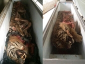 Phát hiện 5 con hổ vằn Đông Dương trong tủ đông ở Nghệ An