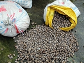 Quảng Ninh tiêu hủy gần 2 tấn thực phẩm không rõ nguồn gốc